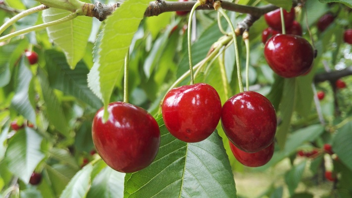 A cseresznyelégy és a gyümölcsdarazsak elleni biológiai növényvédelem lehetőségei