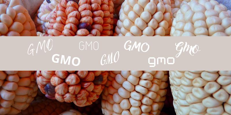 A GMO szocio-gazdasági hatásai az európai mezőgazdaságra – tanulmány