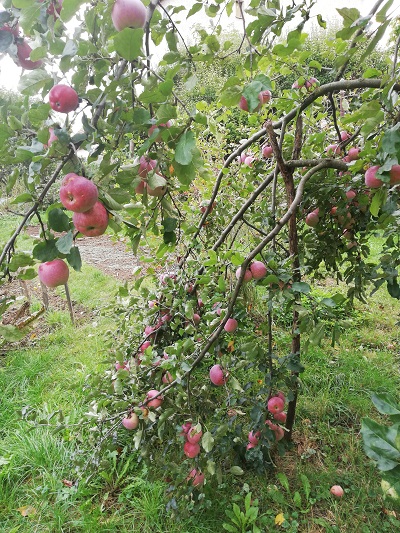 Miért kell az almafákat metszeni?