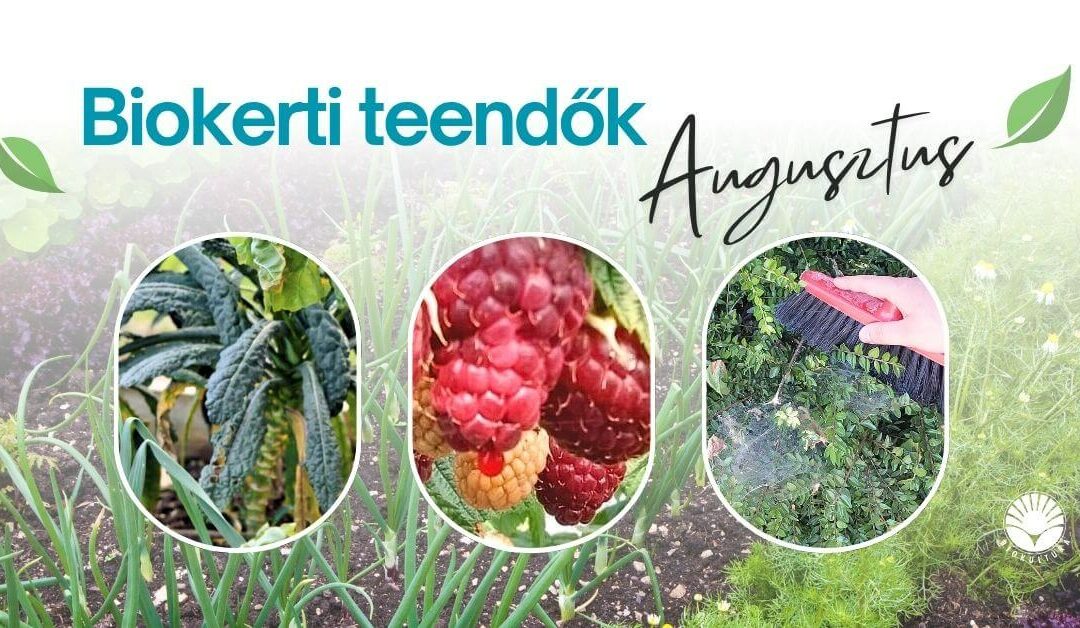 Biokerti teendők – augusztus