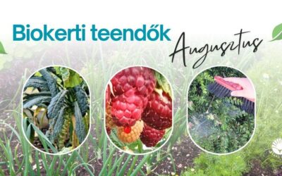 Biokerti teendők – augusztus