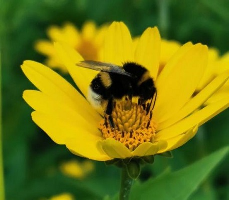 Mit tehetünk a méhekért?