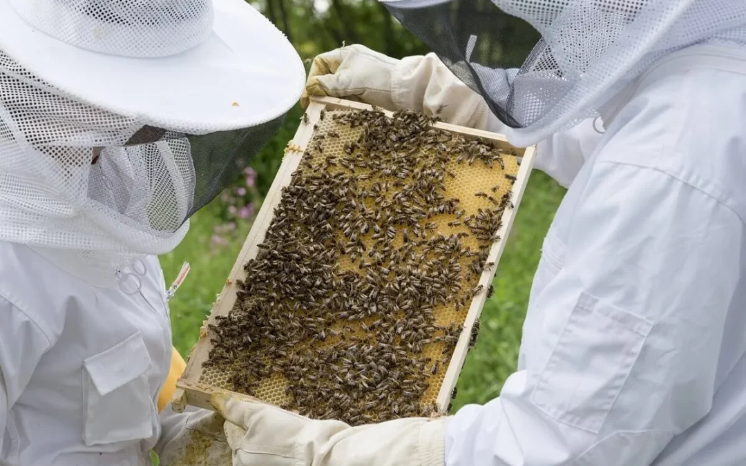 Méhközpontú és biodinamikus szemléletű méhésztanfolyam Legénden 2023. október 1-4.