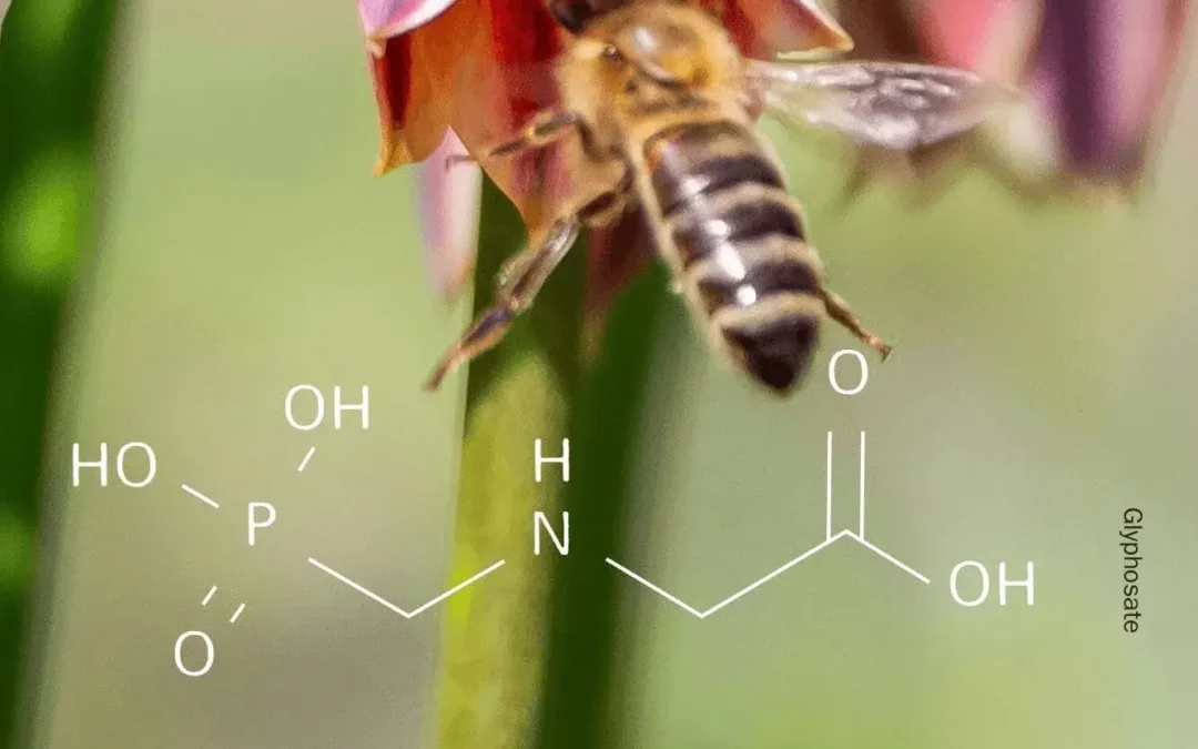A glifozát igenis káros a méhekre