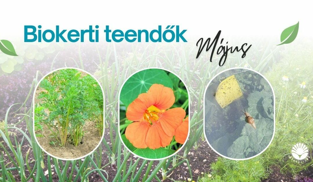 Biokerti teendők – május