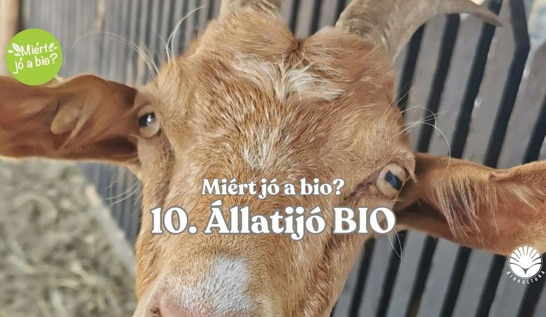 Állatijó BIO