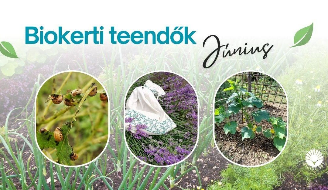 Biokerti teendők – június