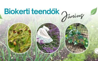 Biokerti teendők – június