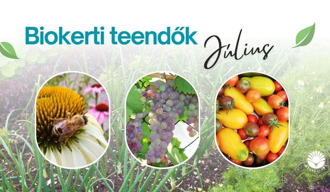 Biokerti teendők – július