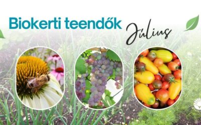 Biokerti teendők – július