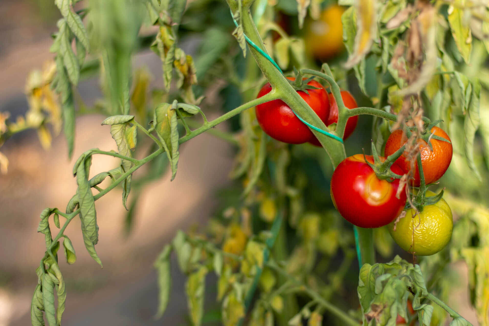 A paradicsom és a paprika kalcium hiánynak jellemző tünete a virágok károsodása