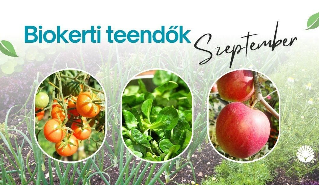Biokerti teendők – szeptember