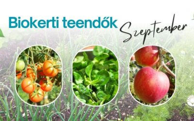 Biokerti teendők – szeptember