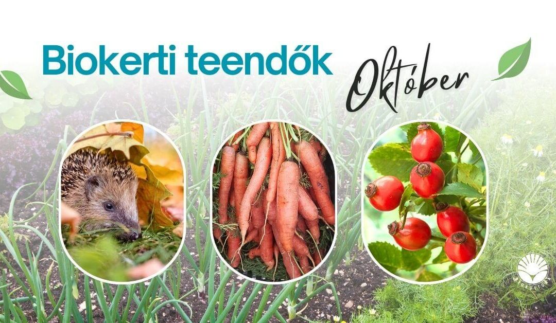 Biokerti teendők – október
