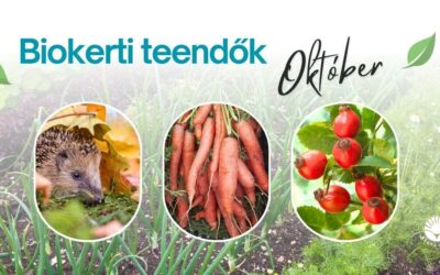 Biokerti teendők – október