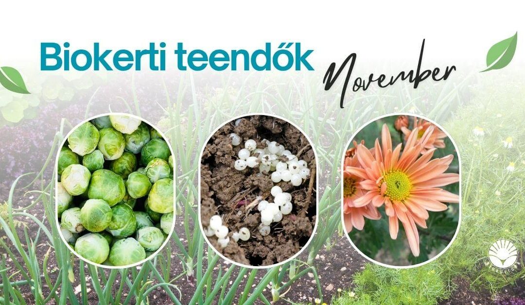 Biokerti teendők – november