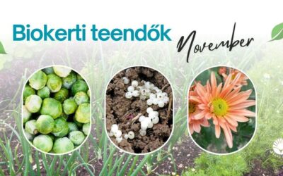 Biokerti teendők – november