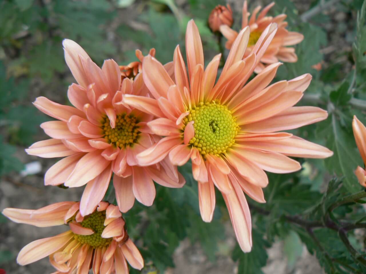 krizantém barack Sárgarépa