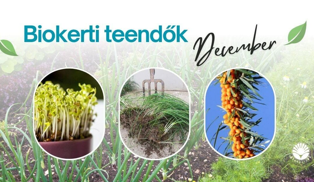 Biokerti teendők – december