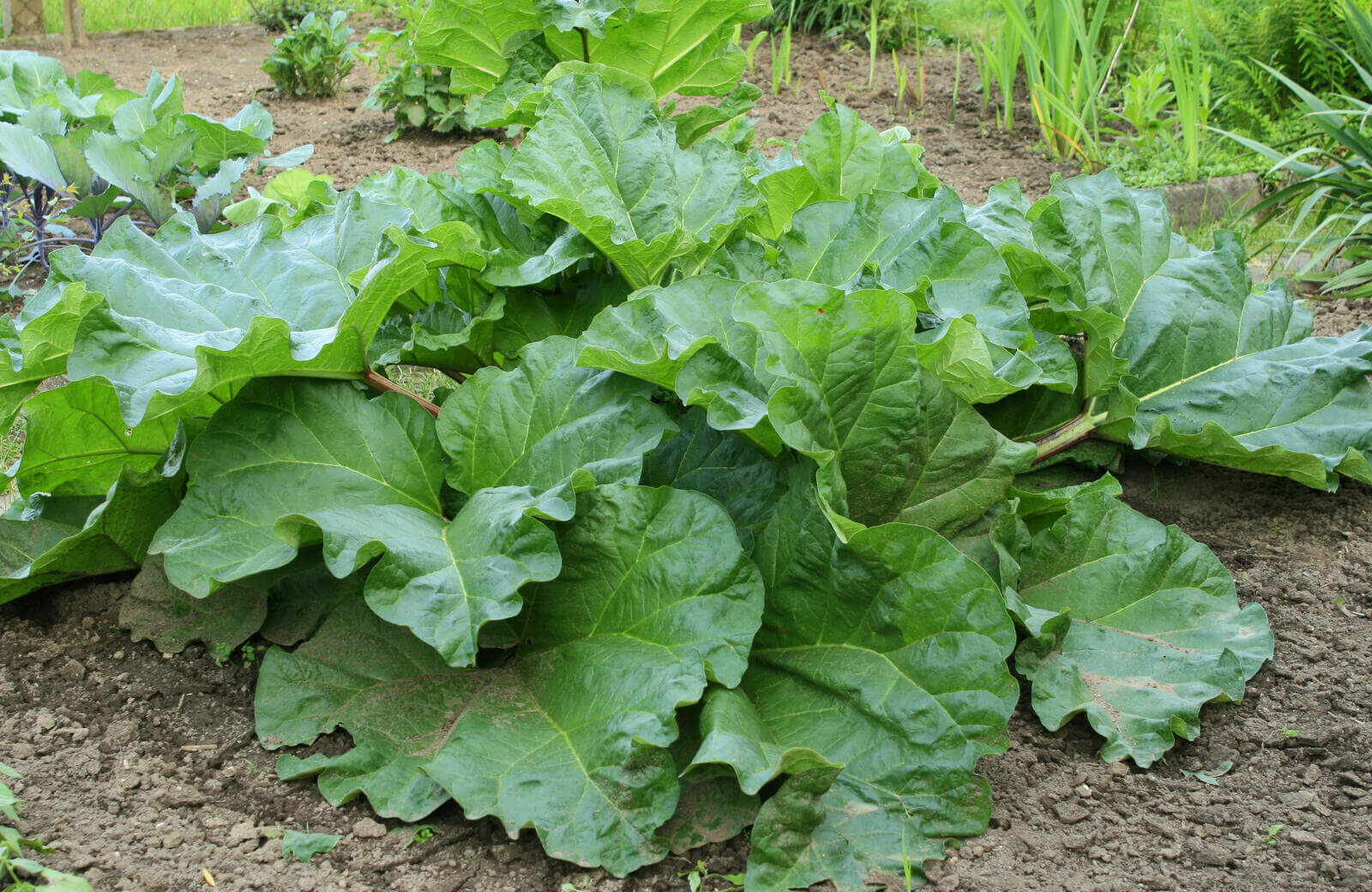 Rebarbara